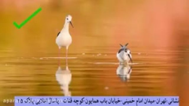 10 نکته مهم در عکاسی از پرندگان