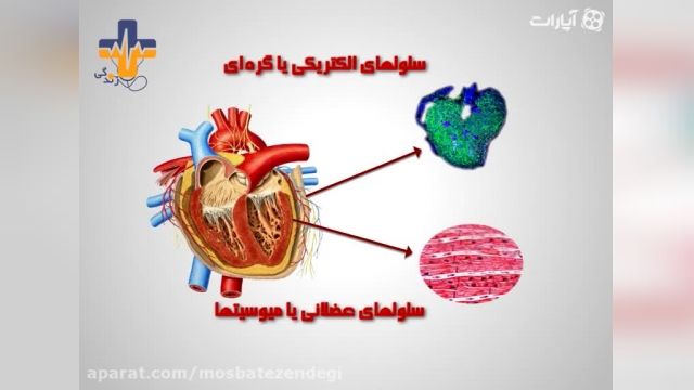قلب چگونه کار میکند 