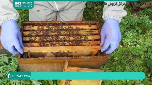 پرورش ملکه زنبور عسل قسمت 5