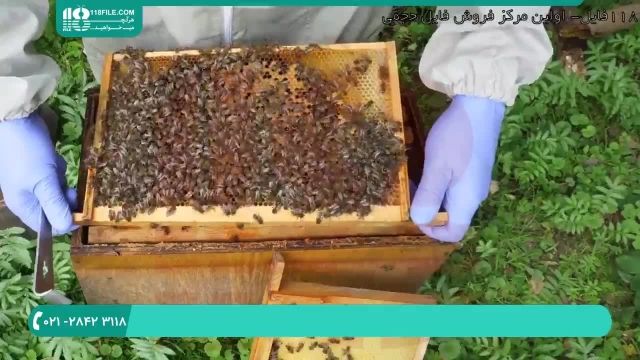 کاملترین پکیج آموزشی زنبورداری