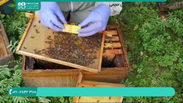 آموزش روش صحیح نگهداری از ملکه زنبور عسل