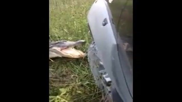 کلیپی از حمله تمساح عصبی به خودروی عبوری 