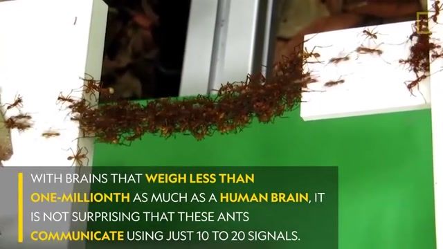 همکاری دیدنی از  مورچه ها در هنگام عبور از موانع دشوار