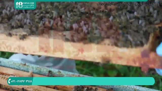 زنبورداری حرفه ای در ایران برسی تخم گذاری ملکه زنبور عسل
