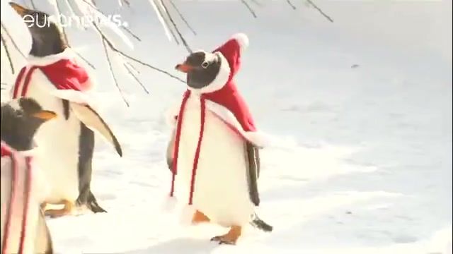 پنگوین های پارکی در شمال شرقی چین در لباس بابانویل 