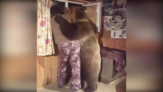 تاحالادوست خرس داشتید؟!رابطه دوستانه جذاب ومنحصربه فرد یک خرس وصاحبش در روسیه 