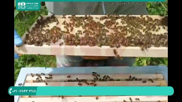 تکانی در زنبورداری نوین چست و چرا آن را انجام می دهیم؟