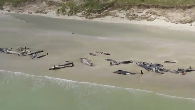 کشف اجساد 140 نهنگ مرده در ساحل نیوزلند، پدیده مبهمی برای دانشمندان شد