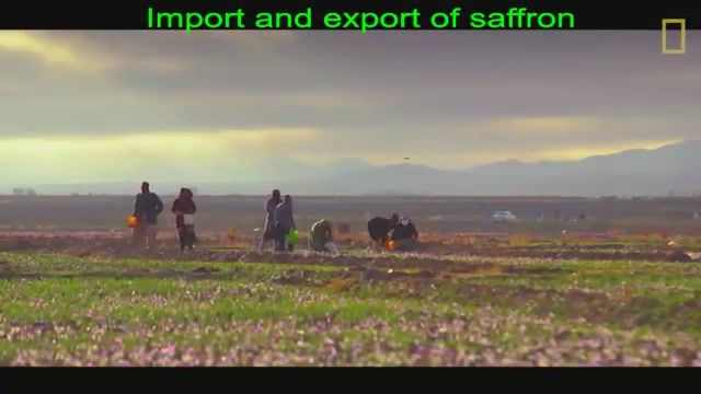 Import and export of saffron گزارش نشنال ژیوگرافی از صادرات زعفران ایران