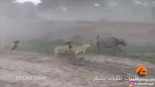 حمله و شکار گاو وحشی توسط شیر ها 