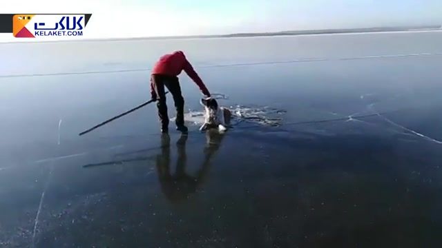 گروه نجات سگ گرفتار شده در دریاچه یخ زده سیبری را نجات دادند