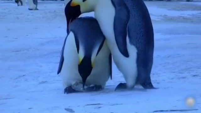 تصاویری از سبک عزاداری پنگوین ها برای فرزند مردشان