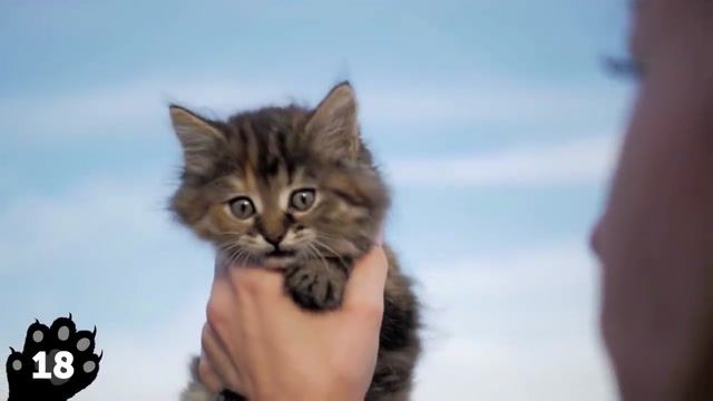 26 دلیل دوست داشتنی بودن گربه ها