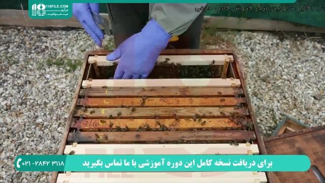 مراحل تولید عسل طبیعی