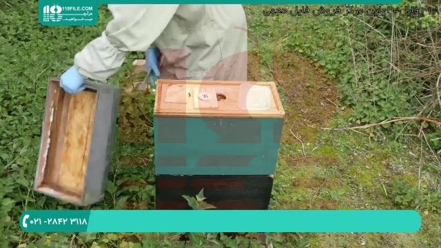 برسی کندو زنبور عسل برای شناسایی بیماری قسمت 2