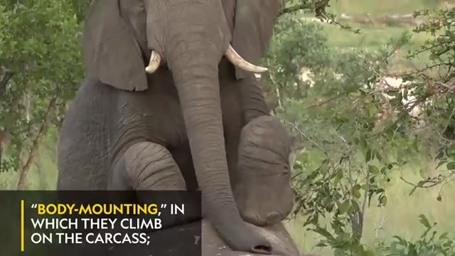 واکنش جالب فیل ها به جسد فیل مرده
