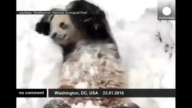 ذوق و شوق دیدنی "تیان تیان " پاندای نر در باغ وحش اسمیتسونین از دیدن برف 