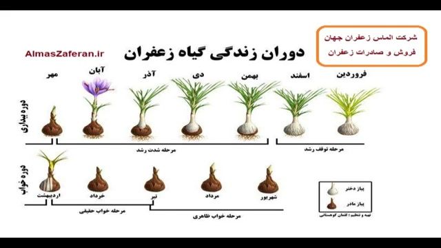 صادرات زعفران گلخانه ای