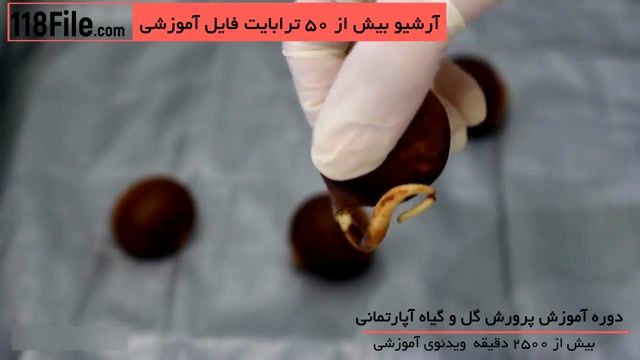 10ترفند پروررش گل و گیاه آپارتمانی