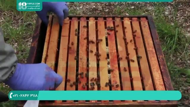 آموزش زنبورداری صنعتی _ 118فایل