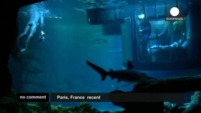 جایزه آکواریوم پاریس به برندگان خود  - یک شب اقامت در زیر آب و در کنار کوسه ها