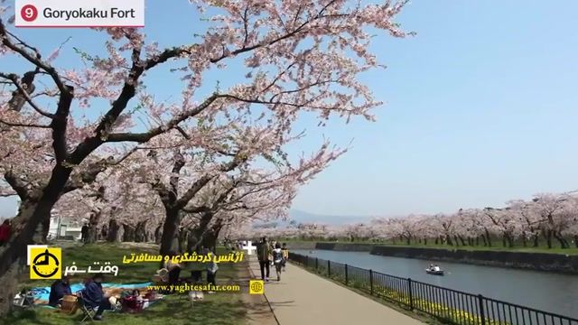 فستیوال شکوفه گیلاس ژاپن در توکیو ،سمبل زیبای فرهنگ ژاپنی‌ها 