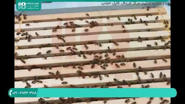 فیلم آموزش زنبورداری نوین ایران