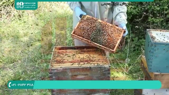 درمان آفات زنبور عسل