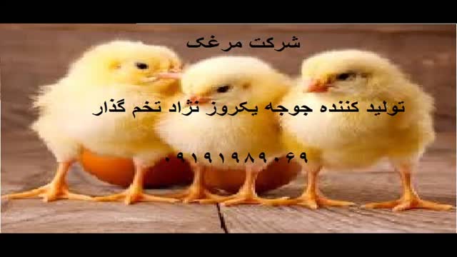 پرورش جوجه یکروزه درکرج