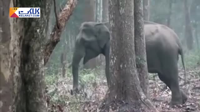 حیرت دانشمندان از سیگار کشیدن یک فیل 