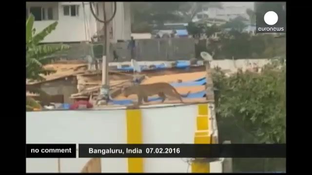 ورود یک قلاده پلنگ به یک مدرسه در شهر بنگلور هند   - حمله پلنگ در هند