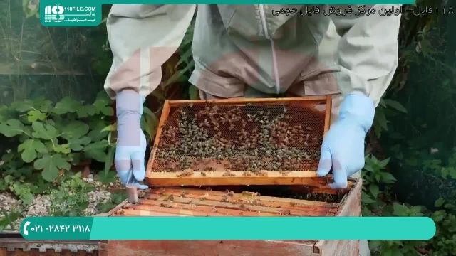 درمان بیماری واروآ در بین زنبوران عسل - قسمت 4