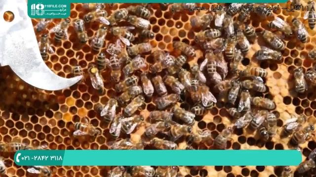 علامت گذاری ملکه در زنبورداری نوین - قسمت 3