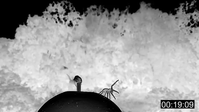 آشنایی با عنکبوت خرچنگی با قابلیت ساخت چتر نجات از تارها برای پرواز کردن