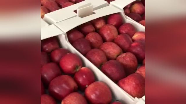 قیمت سیب درختی صادراتی