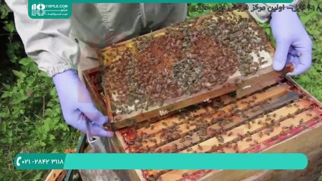 آموزش علمی زنبورداری برای مبتدیان