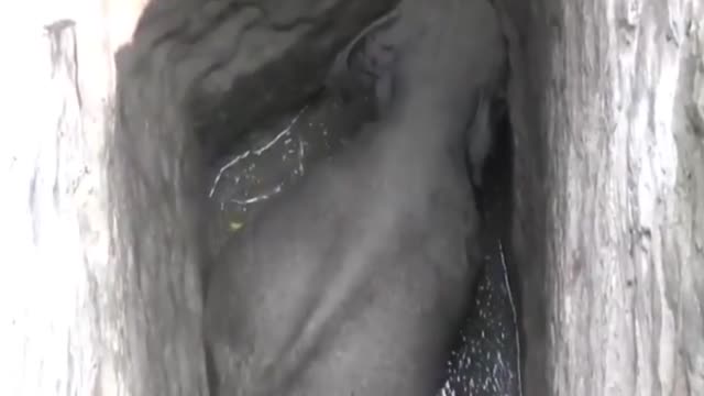 مردم هند با همکاری یکدیگر فیل گرفتار شده در چاه  را نجات دادند!!