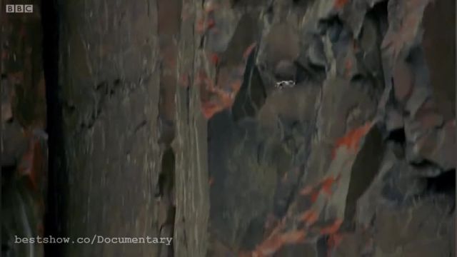 مستند عجیب پرش 400 فوتی برای ادامه حیات (مستند BBC)