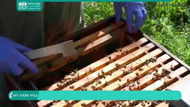 کاملترین آموزش زنبورداری از 0 تا 100