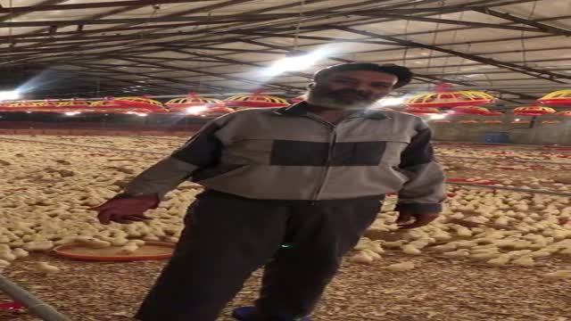 خرید جوجه یکروزه در زنجان