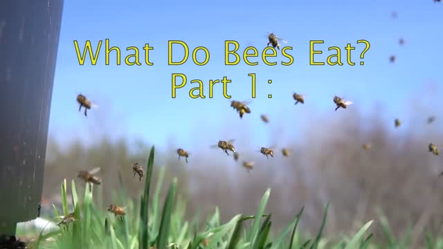 زنبورها چه چیزی می خورند؟