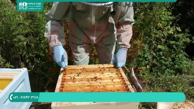 کاملترین آموزش زنبورداری
