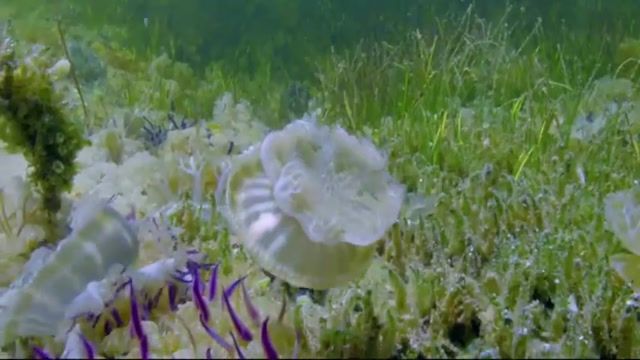 عروسها و جلبکهای دریایی زیبا در عمق اقیانوس