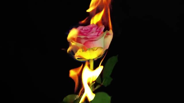 واکنش فیزیولوژی گل ها در مقابل آتش, یخ, و جوهر