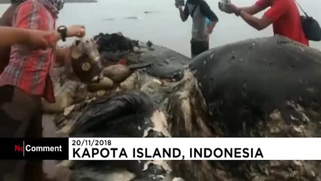 خروج15کیلوضایعات پلاستیکی ازشکم نهنگی که جسدش درمرکزمجمع الجزایر اندونزی کشف شد!