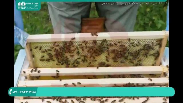 چگونگی تکانی کندو زنبور عسل؟ قسمت 2