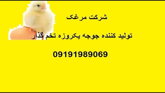 قیمت خرید مرغ در مازندران