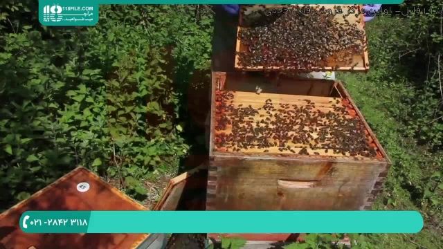 آموزش زنبورداری حرفه ای _ تقسیم کندوها