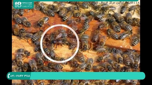 آموزش زنبورداری و تشخیص بیماری های زنبورعسل