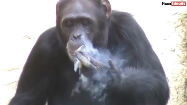 حرکات خنده دار از میمون ها در مقابل دوربین